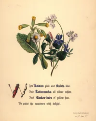 Tusenskönor, violer, dammsugare och gökblomster