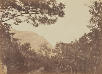 Akacia, Como