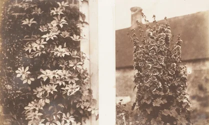Clematis Cerulea, stockrosor, 1853-56.