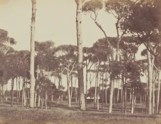 Talldunge av sten, Villa Pamfili Doria, Rom