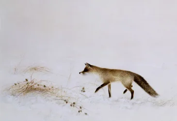 Räv i snö