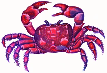 Cancer the Crab, 1996, (bläck och gouache)