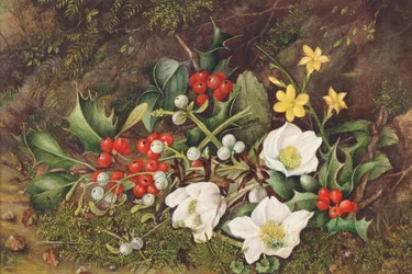 Järnek och julrosor (wc på papper)
