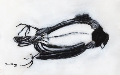 Dead Bird by my Stairwell, ca 2018 (kol och gesso på papper)