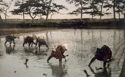 Fem bönder som planterar om ris i ett risfält, 1890-talet.
