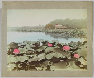 Lotusdjur i Shinobadzu Pond, Uyeno Park, Tokyo, Japan (handfärgat svartvitt foto)
