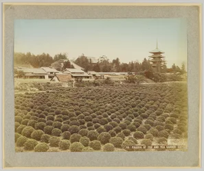 Pagoda of Toji and Tea Garden, Kyoto, Japan (handfärgat svartvitt foto)