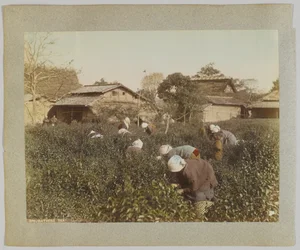Picking Tea, Japan (handfärgat svartvitt foto)