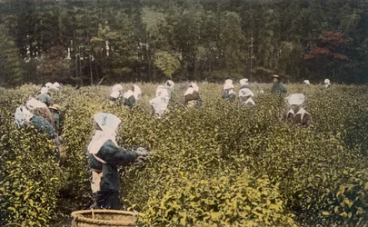 Kvinnor som plockar te, med manlig övervakare, 1890-talet.