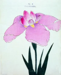Enuno. -Sora, av. 8, 1898