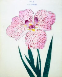 Ezo-Nishiki, av. 41, 1898