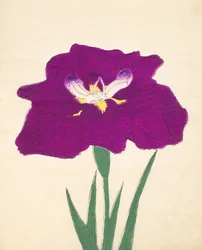 Hizumes. -Hyo. 29, 1898