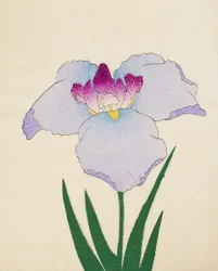 Hoshi-Zukiyo. 45, 1898