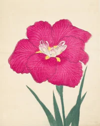 Kaga Lee dag, av. 38, 1890