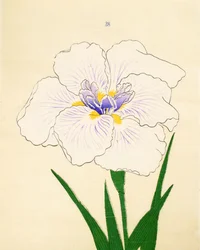 Manozuru, av. 28, 1890