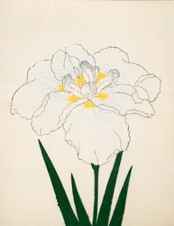 Med Morono. 97, 1890