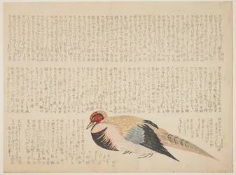 Fasan, ca 1818-29 (träblock i färg)