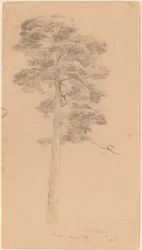 Tall