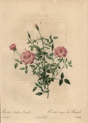 Rosa miniatyr Kinaros, Rosa chinensis.