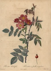 Rödbladsros, Rosa glauca.