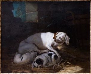 Hund som ammar sin unge