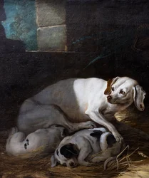 Hund som ammar sin unge