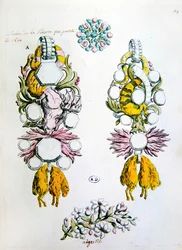 Design för en brosch, en aigrette och för ridderorden av det gyllene skinnet (Toison d