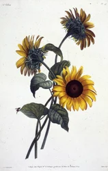 Tournol blommor eller solar. Botanisk tallrik hämtad från ""Samling av blommor och frukter målade från naturen"" av Jean Louis Prevost