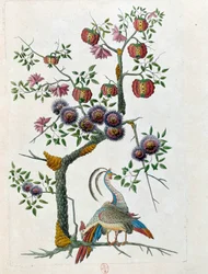 Ritning från en kinesisk vas: fågel och gren av blommor. Målning av Jean Antoine Fraisse (1700-talet)