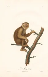Berbermakak (Simia inuus)