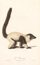 Svartvit rufflemur (Lemur macaco)