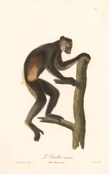 Svart indri (Indri Niger)