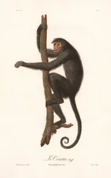 Svart spindelapa (Simia paniscus)