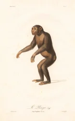 Schimpans (Simia troglodytes)