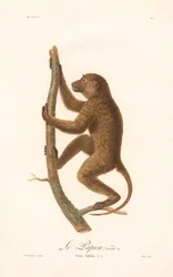 Klättrande guineababian (Simia Sphinx, Variety a)