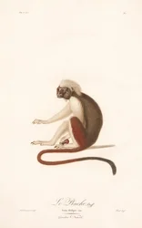 Tamarin med bomullstopp (Simia Oedipus)