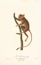Daubentons tarsier (Tarsius daubentoni)