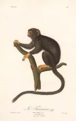 Tamarin med gyllene hand (Simia Midas)