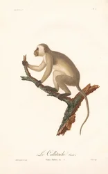Green Monkey (Simia Sabaea, Variant A)