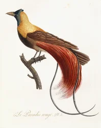 Det röda paradiset, 1802