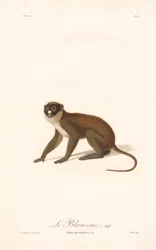 Mindre fläcknosapa (Simia petaurista)