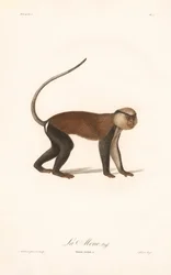 Mona-apa (Simia mona)