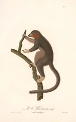 Mongoose-lemur (Lemur Mongoz)