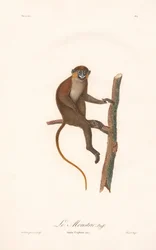 Mustaschapa (Simia cephus)