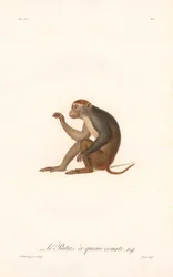 Patas-apan (Simia Patas)