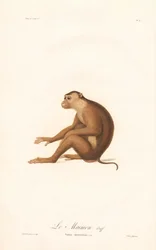 Svinmakak (Simia nemestrina)