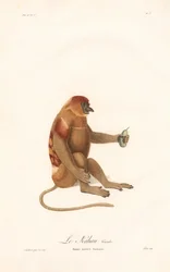 Näsapa (Simia nazica)