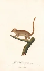 Dvärgmuslemur (Lemur pusillus)