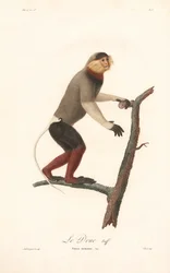 Douc-langur med röd skaft (Simia nemaeus)