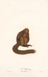 Röd vrålapa (Simia pithecia)